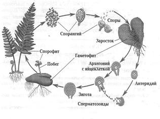 Жизненный цикл папоротника схема с подписями 6 класс