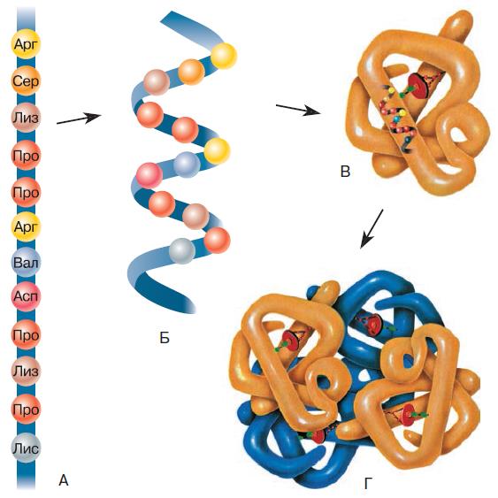 Какая структура белковой молекулы изображена на рисунке