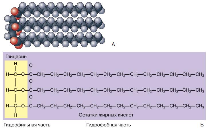 Молекула жира. Строение молекулы липида. Схема молекулы фосфолипида. Молекула липида схема. Структура молекулы жира.