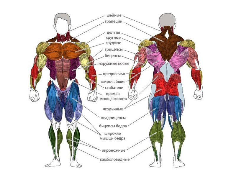 Мышцы голеностопа человека в картинках с названиями