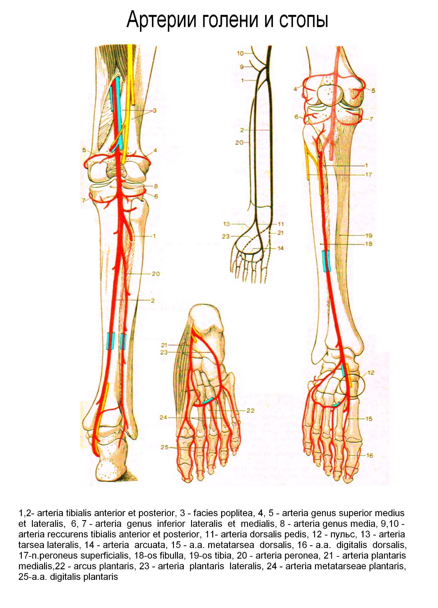 Основные артерии стопы. Проекционная линия бедренной артерии. Проекция бедренной артерии. Ветви глубокой артерии бедра.
