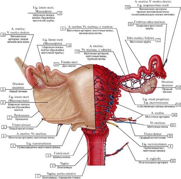 Кровоснабжение матки схема гистология