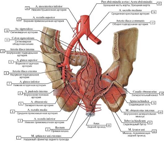 Кровоснабжение прямой кишки схема