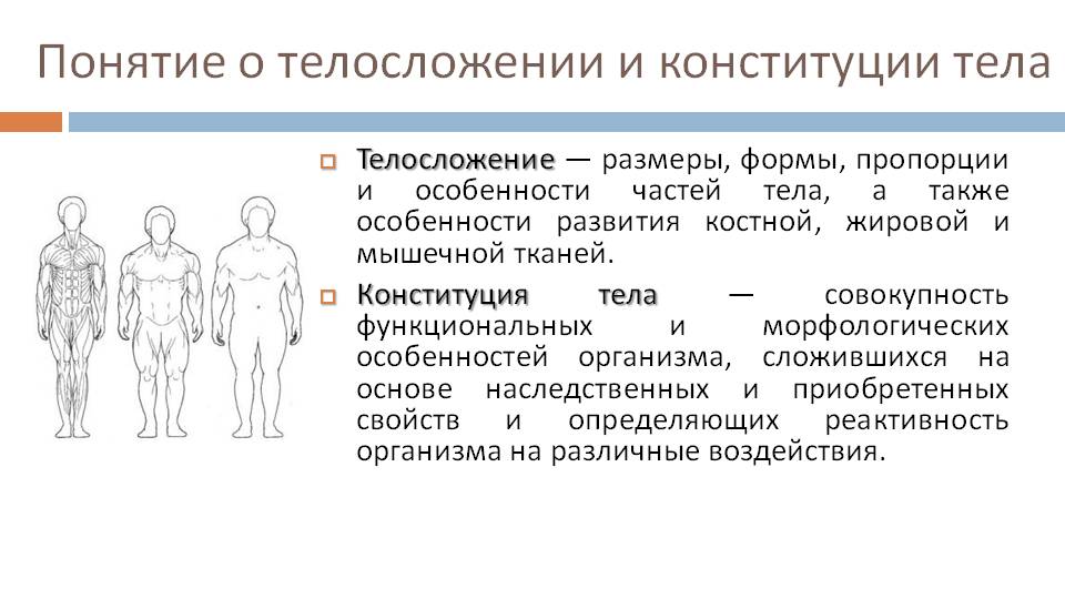 Наследственность является определяющим фактором конституции по схеме