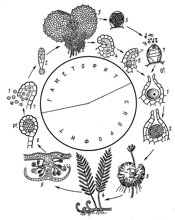 Жизненный цикл папоротника щитовника мужского схема
