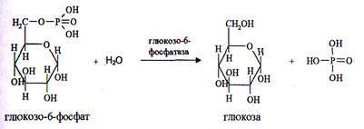 Фосфатаза реакции. Глюкозо 6 фосфатаза катализирует. Глюкозо 6 фосфатаза реакция. Фермент глюкозо-6-фосфатаза катализирует реакцию. Глюкозо-6-фосфатаза формула.