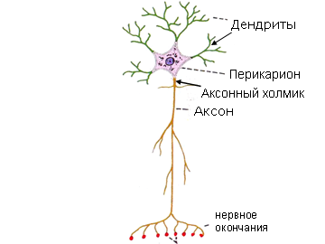 Нейроциты это