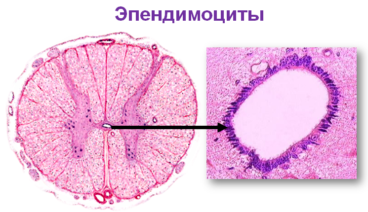 Нейроциты это