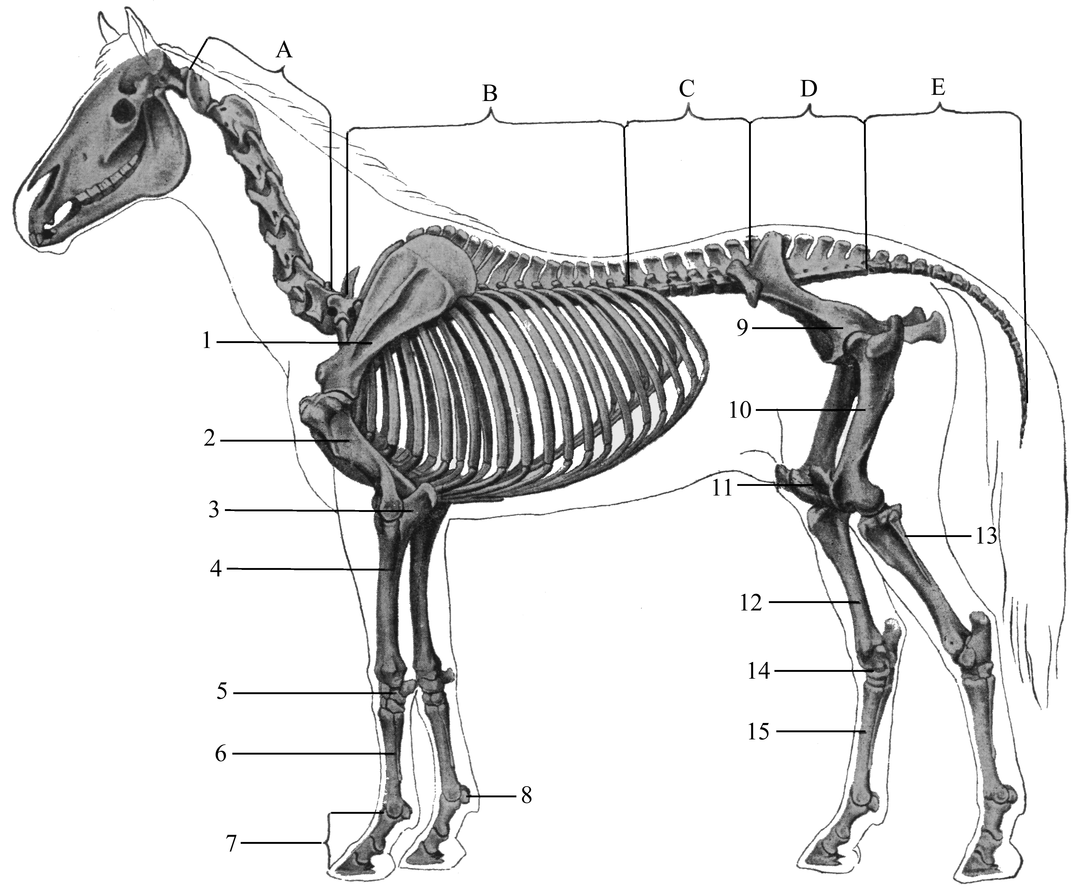 Деление скелета на отделы. Осевой скелет лошади анатомия. Осевой скелет животного. Скелет лошади анатомия. Осевой скелет Позвоночный столб.