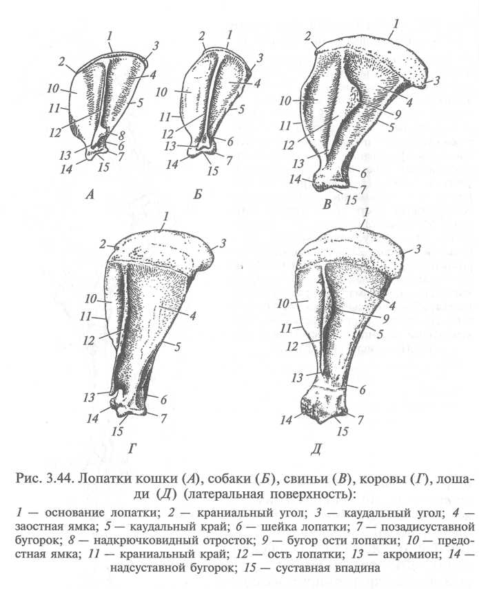 На рисунке лопатка собаки обозначена цифрой